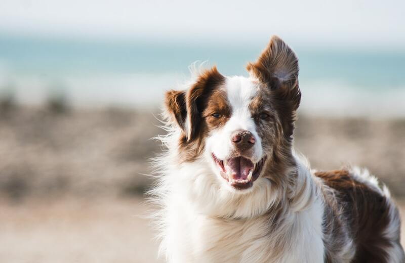 Pet Accessories